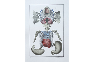 Nesoustavná anatomie